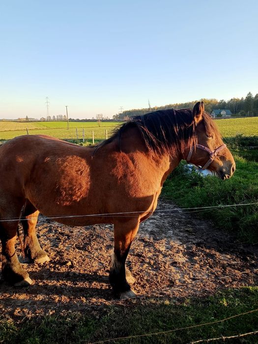 Klacz zimnokrwista źrebna