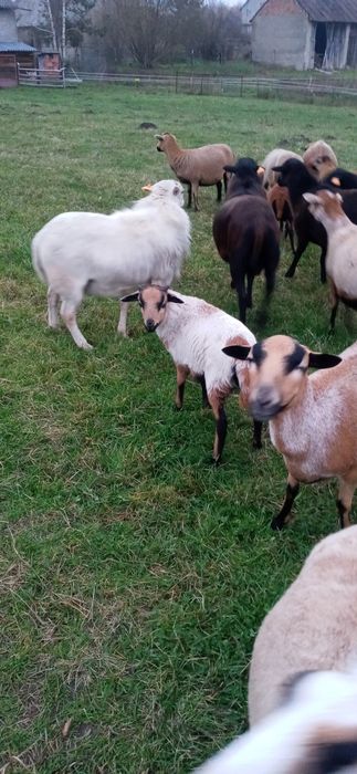 Owce i baranek kameruńskie