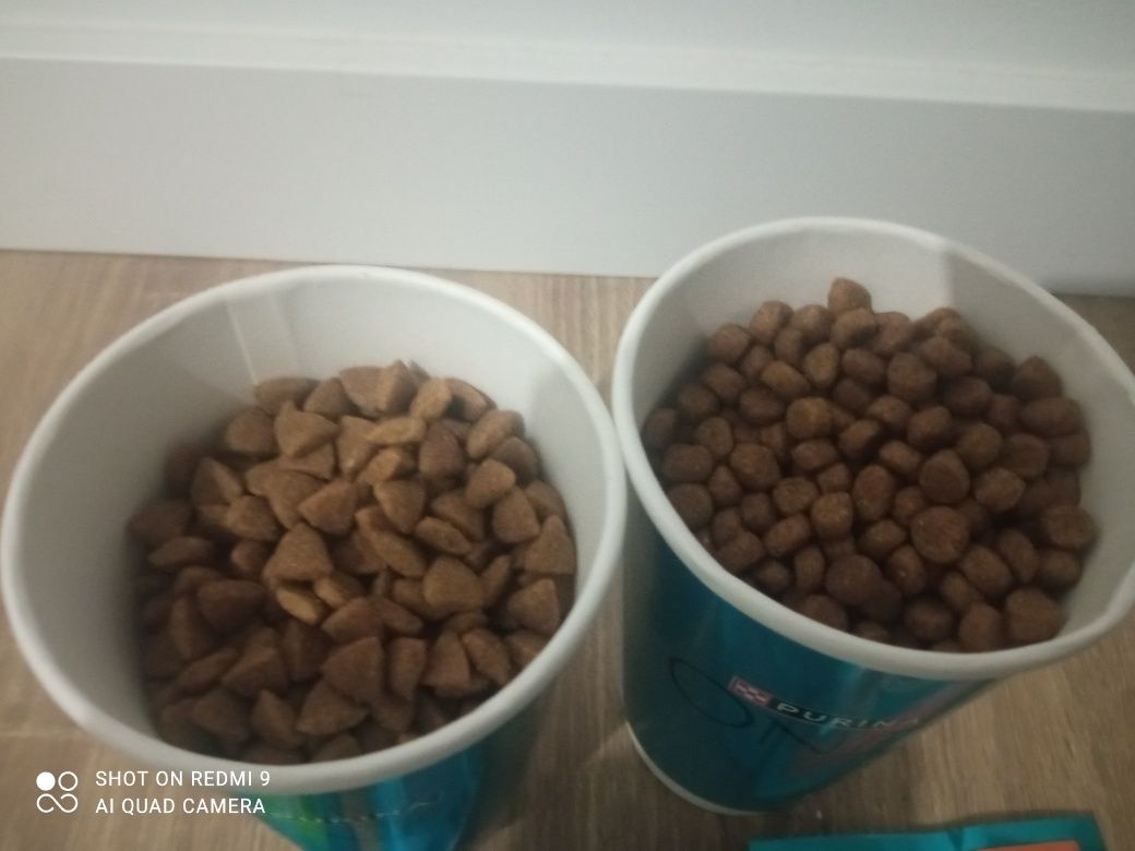 Purina karma dla dorosłych kotów