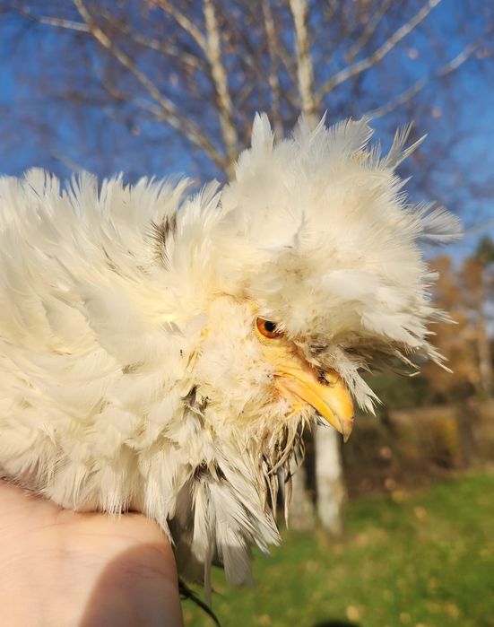 Silka satyna lokowana