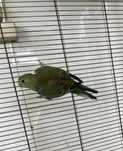 Red Rumped - verdes