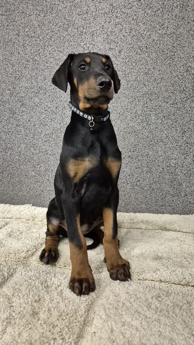 Doberman suczka gotowa do odbioru