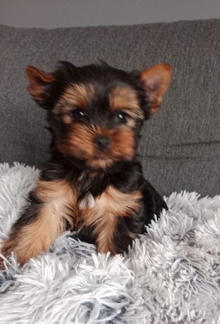 Piesek Yorkshire Terrier