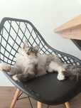 Maine Coon Iza zarezerwowana