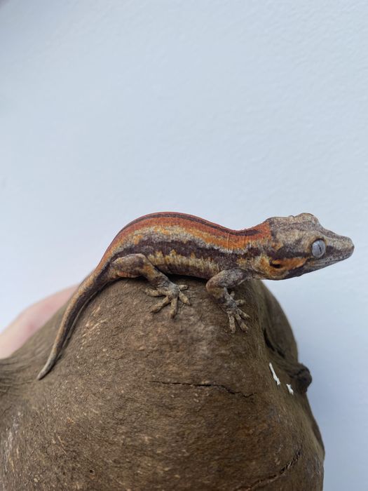 Gekony uszate, gar. gulcowe