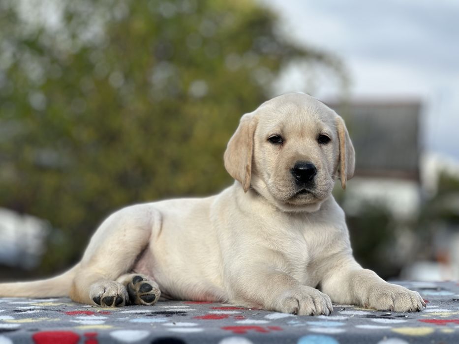 Чудові цуценята лабрадора