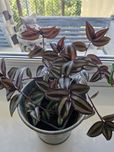 Grubosz ,trzykrotka , pasiasta,peperomia, kaktusy