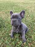 Buldog francuski chłopczyk Blue