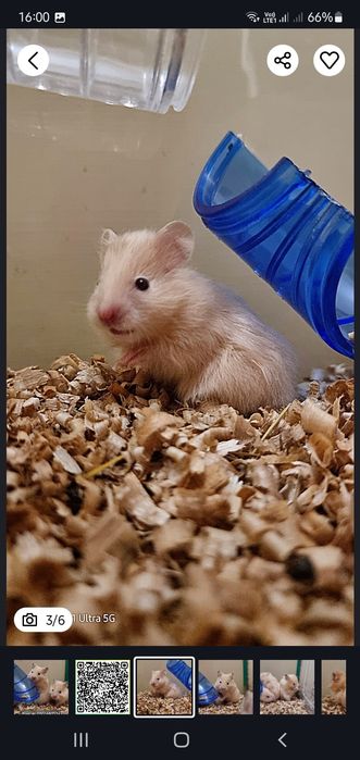 Персиковые хомячки блестящие атласные королевские пушистые джунгарские