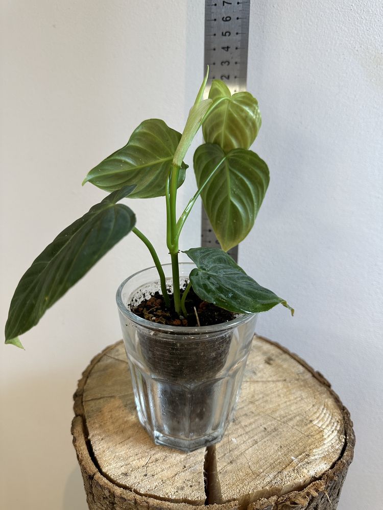 Філодендрон Philodendron Splendid