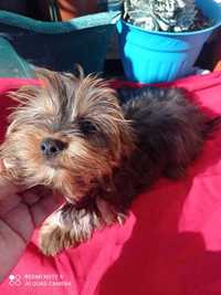 Yorkshire Terrier machinho de qualidade Top