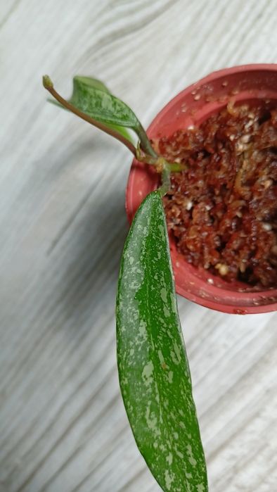 Hoya , Minibelle' splash rosnąca