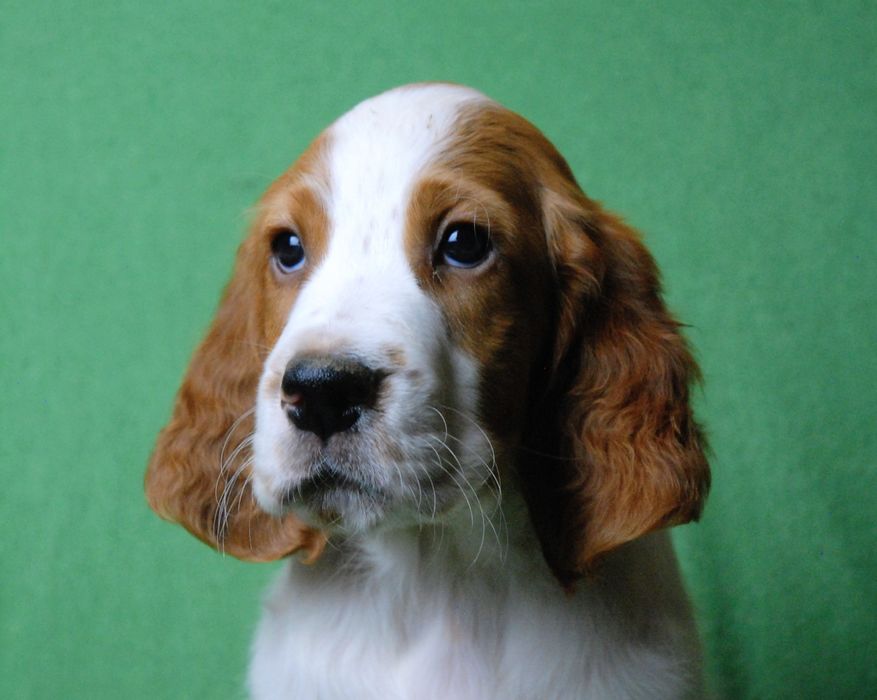 Seter irlandzki czerwono-biały - szczenię samiec gotowy do odbioru