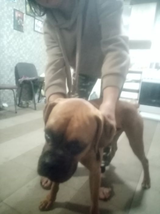 Продаю собаку породисту вхорошиму состояніе нормальне