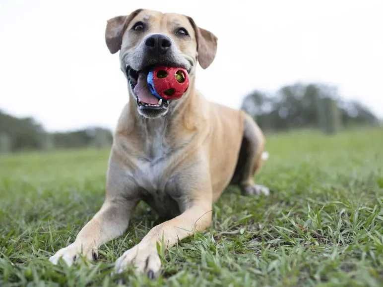 Nerf Dog Zabawki dla psa