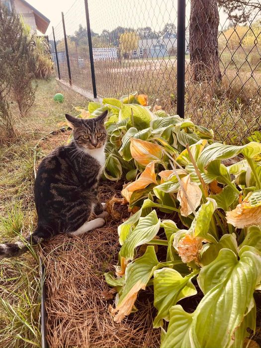 Kot Mycek poszukiwany