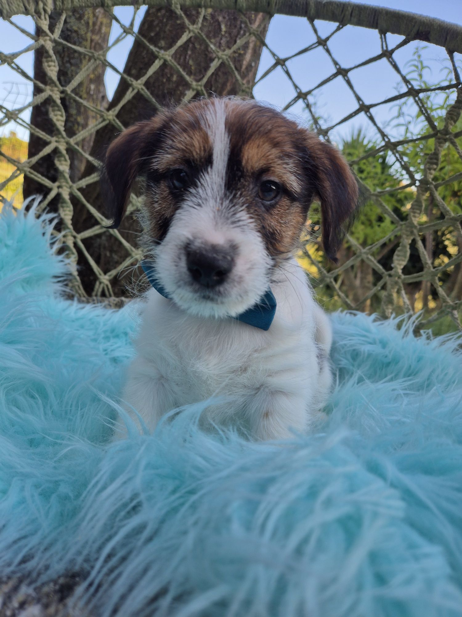 Jack Russel Terrier macho com RI