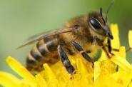Бджолопакети (самовивіз)