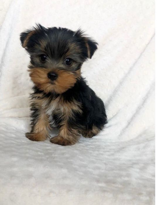 Yorkshire Terrier sublime