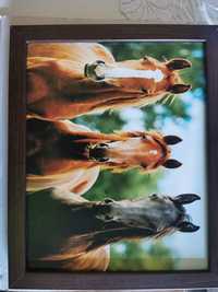 Obrazy koni w drewnianych ramkach