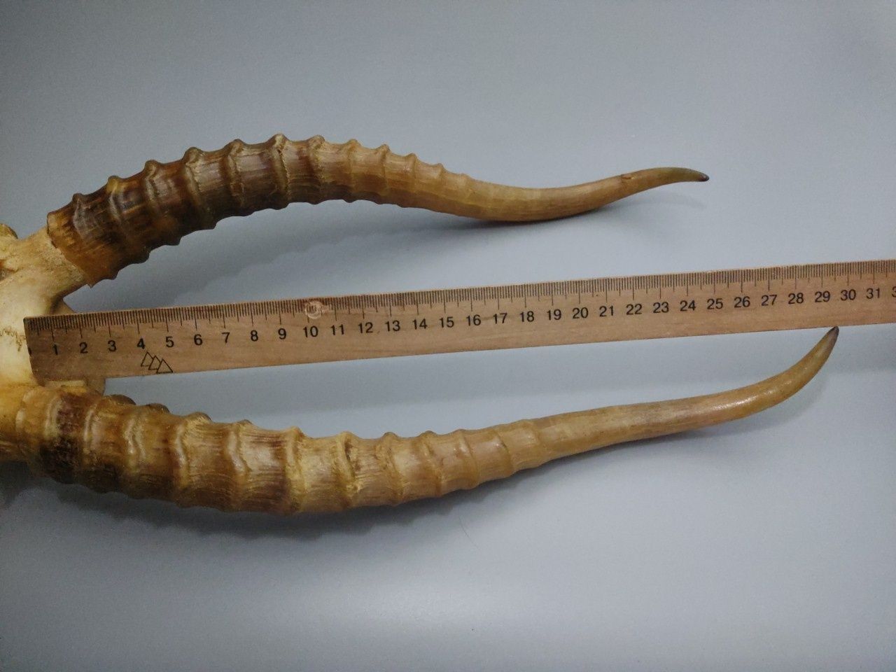 Рога Сайгака длина 29,5 см. Отличное состояние!