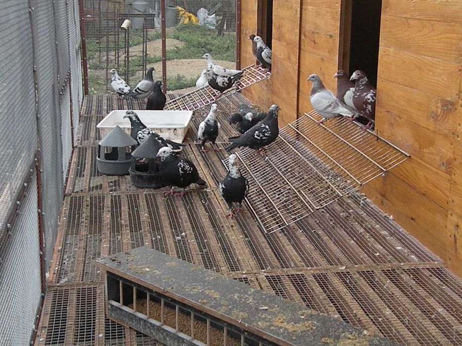 gołębie mulemansy, tygrysy