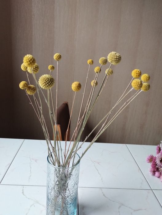 Kraspedia kwiaty Suszki