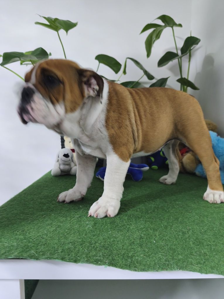 Buldog Angielski ZKwP FCI