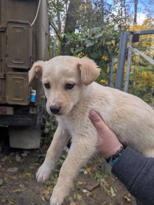 Щеня хлопчик Бублик шукає родину