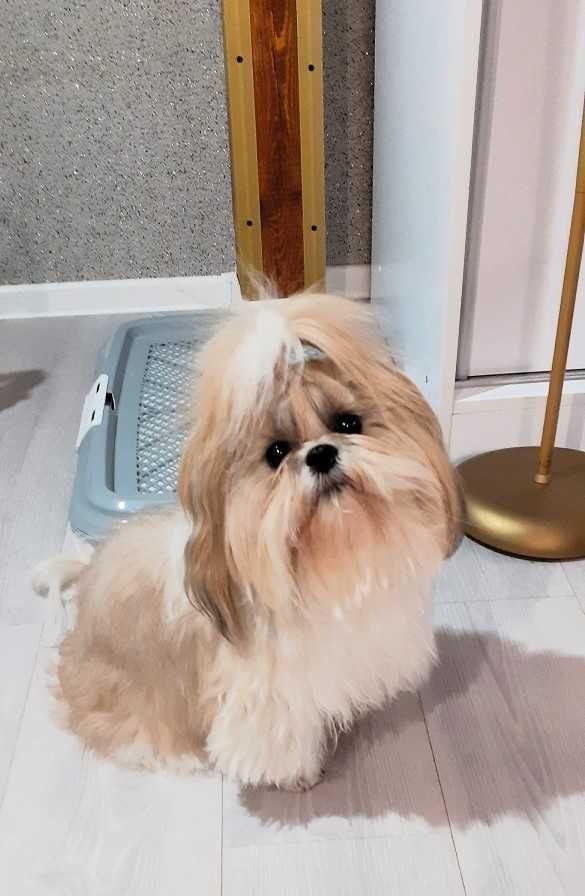 Przepiękna suczka shih tzu -Dixi z wielop. rodowodem-gotowa do odbioru