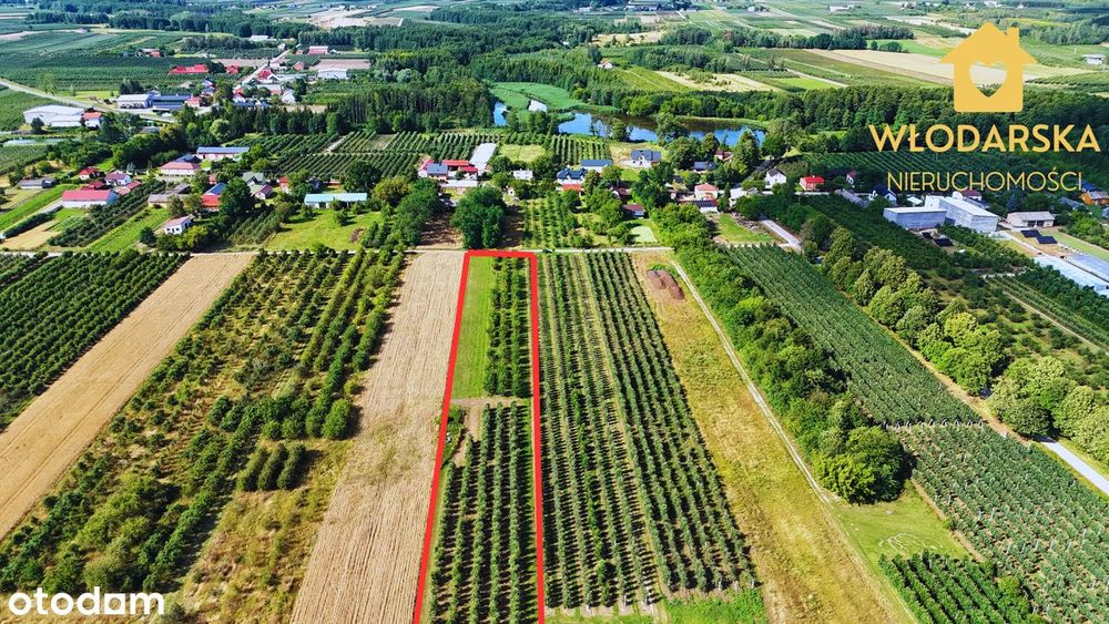 Działka rolna | 2 ha sadu w jednym kawałku | gm. Sadkowice