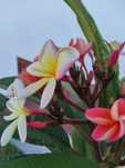 Pulmerias várias cores
