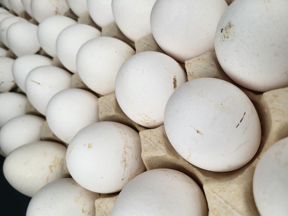 Jajka Wiejskie wolny wybieg XL