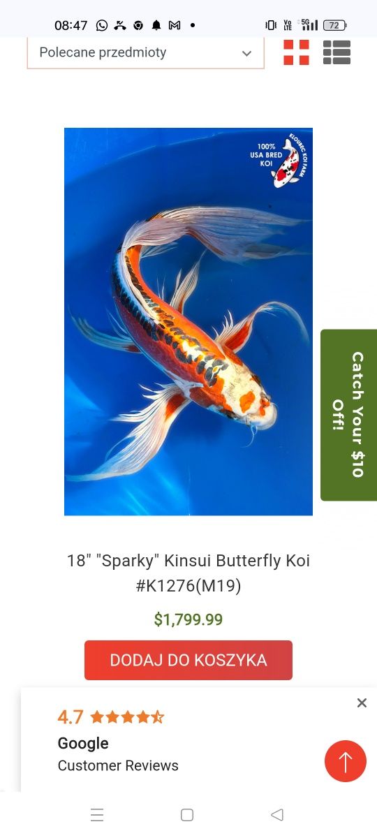 Karp koi Long Fin Butterfly sklep zoologiczny Pirania Olsztyn