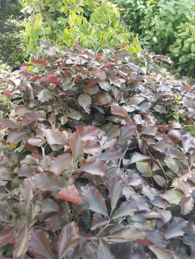 Wisterie, funkie, konwalie, laurowisnie