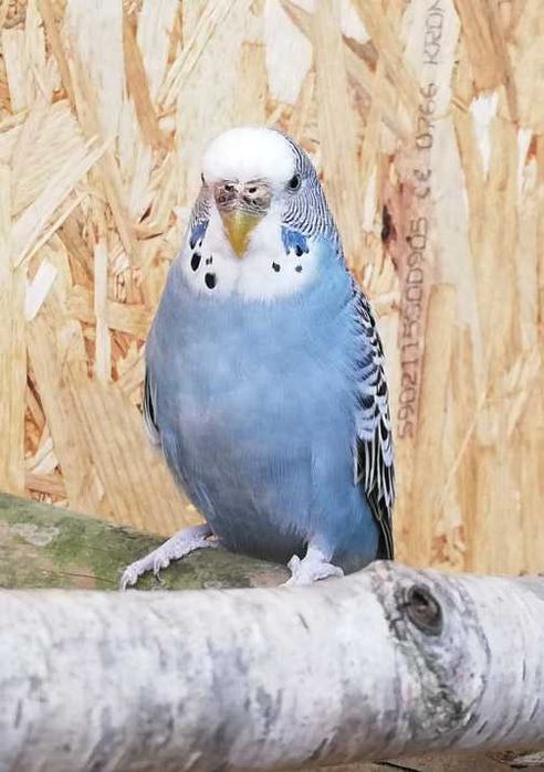 Papużki papuga falista falki Papużki faliste