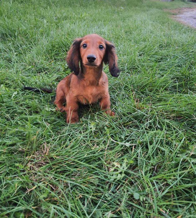 Jamnik długowłosy miniaturowy