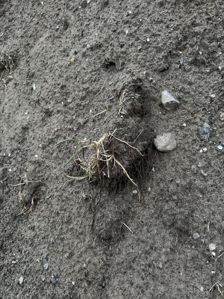 Ziemia z korytowania podwórka