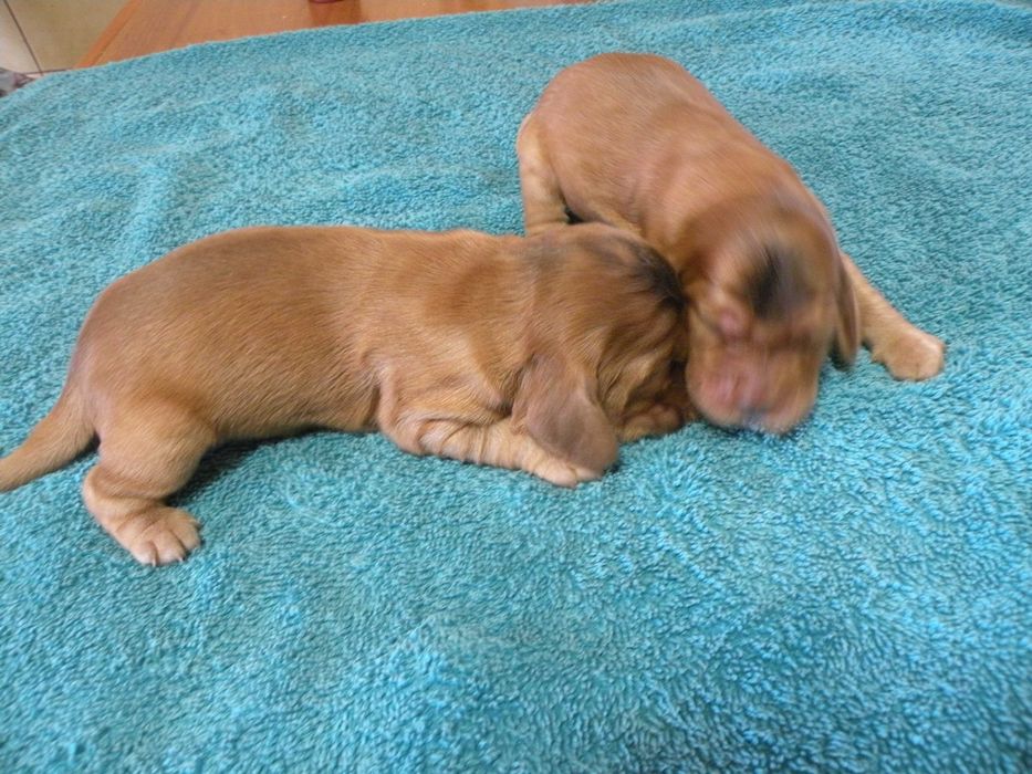 Sprzedam Suczkę Cocker Spaniel