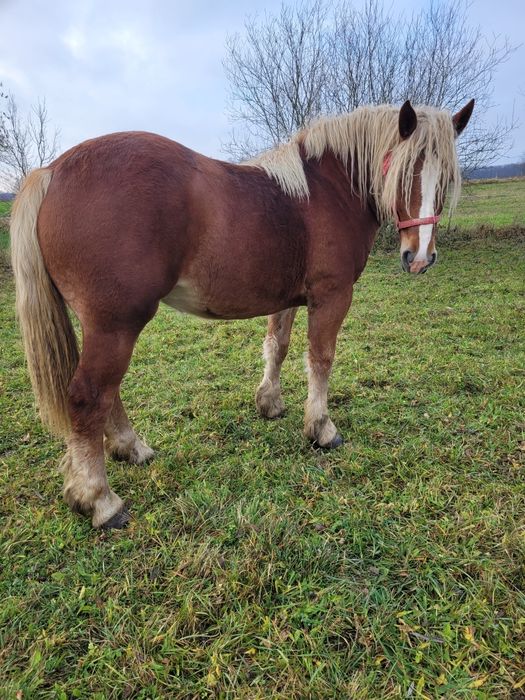 Sprzedam klacz kasztankę 1 rok i 6 miesięcy