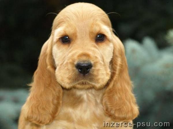 Маленькі серця англійського кокер-спаніеля чекають на вас!