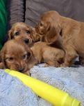 Рыжие щенки английский кокер спаниель