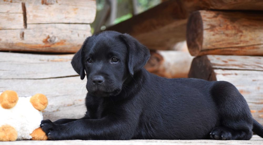 Śliczny szczeniak Labrador Retriever FCI