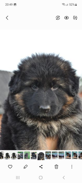 Німецька вівчарка. Гарні цуцики чекають вас