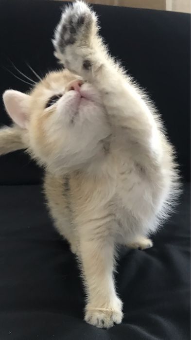 Рыжее счастья, золошая шиншилла.