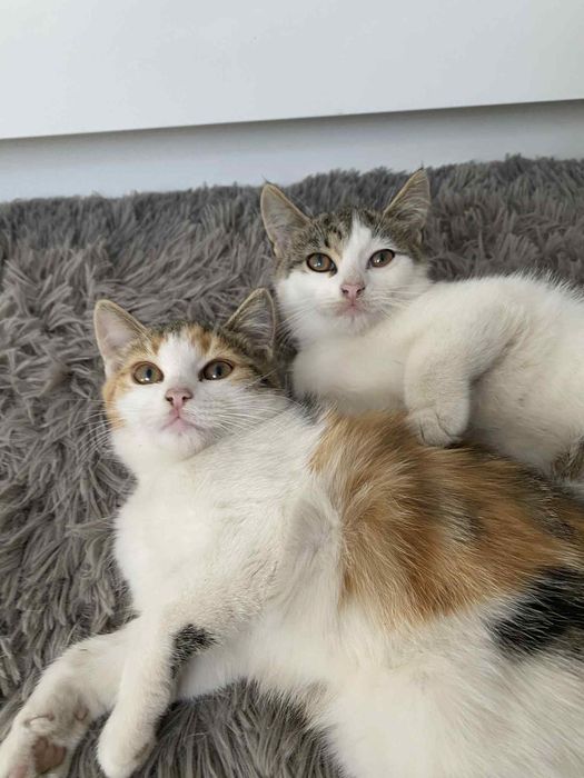 Małe  kotki do oddania