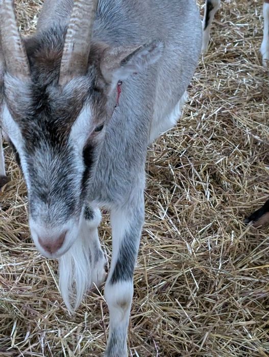 Sprzedam 2 mleczne kozy