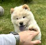 Chow chow - suczka - SZCZENIACZEK