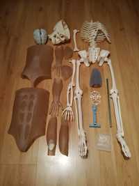 Kostek szkielet anatomiczny edukacyjny. Tajemnice ludzkiego ciała