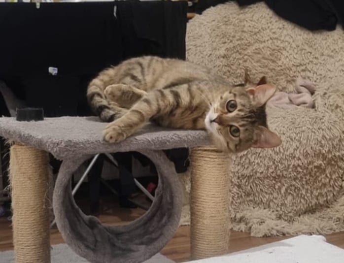 do adopcji kotka OKRUSZKA